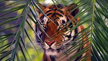Animals, Leaves, Muzzle, Branches, Branch, Tiger, Hunt, Hunting HD wallpaper