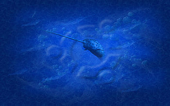 Narwhal , Posted by Zoey, Digital excellence, Artistic beauty HD wallpaper
