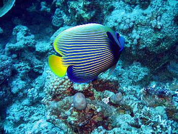 Fish, reef, underwater, animals HD wallpaper