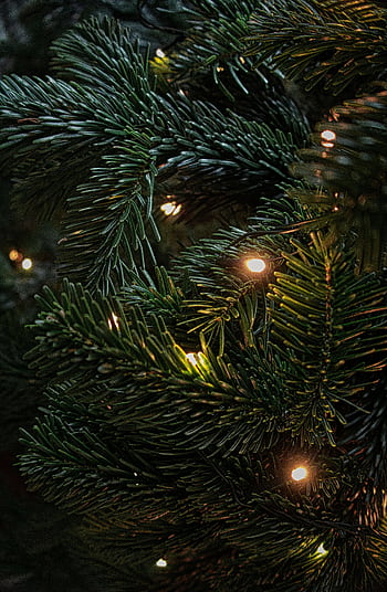 Detailed view of a Christmas tree branch with glowing lights, capturing the festive ambiance. HD phone wallpaper