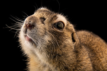Joel Sartore, Wildlife graphy HD wallpaper