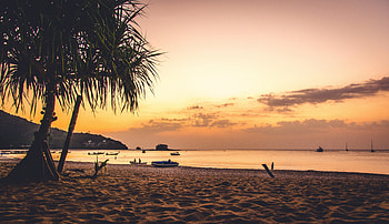 Beach, sand, sky, palm tree, sunset HD wallpaper
