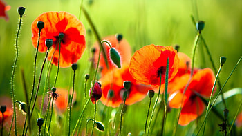 Plants, Flowers, Poppies HD wallpaper