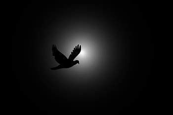 Flying Bird graphy, birds, graphy HD wallpaper