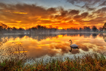 Swan, bird, lake, evening HD wallpaper