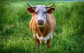 A close-up view of a brown cow standing in a lush green pasture. HD wallpaper