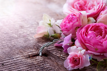 Flowers background, roses, floral, beautiful, background, pink, leaves, petals, flowers, camelia HD wallpaper