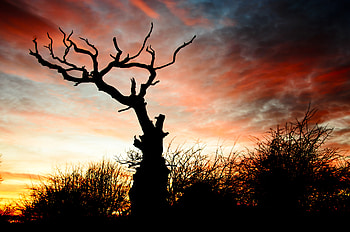 Sunset, Dark, Silhouette, Branches, Snag HD wallpaper