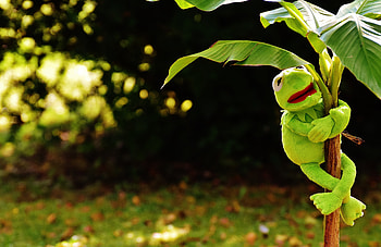 Plant, Miscellanea, Miscellaneous, Toy, Kermit HD wallpaper