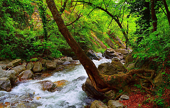 River, nature, tree, stream HD wallpaper