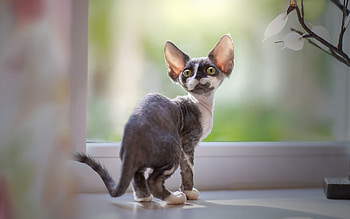 Devon Rex, Green-eyed beauty, Domestic cat, British breed HD wallpaper
