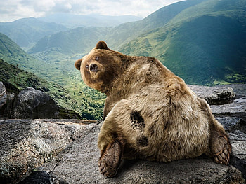 Animals, Bears HD wallpaper