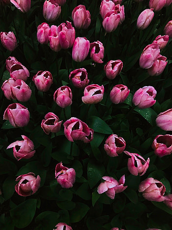 Tulip after rain, pink flowers HD phone wallpaper