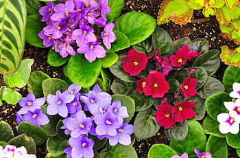 Flowers, Violet, Greens, Flower Bed, Flowerbed, Garden, Different, Priming, Ground HD wallpaper