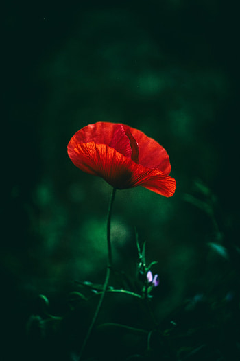 Grass, Macro, Blur, Smooth, Close-Up, Poppy HD phone wallpaper