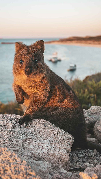 Quokka TV show, Singapore travel, Quokka exploration, Adventure series HD phone wallpaper