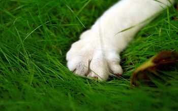Search infinity., animal, nature, green HD wallpaper