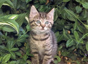 tiger kitten, kitten, tabby, leaves, green HD wallpaper
