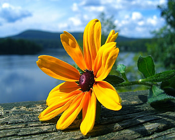 yellow flower , yellow, flower HD wallpaper