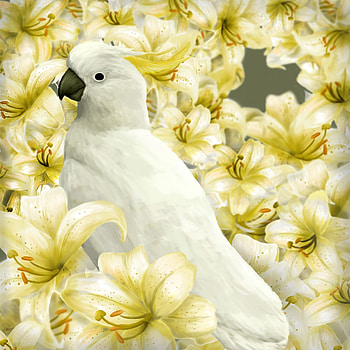 Art, Parrots, Lilies, Bird HD phone wallpaper
