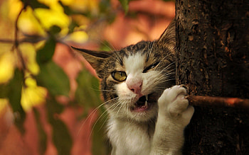 Animals, Wood, Cat, Tree, Trunk, Gnaw HD wallpaper