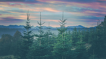 Coniferous spruce mountains, Landscape Bavaria, high definition fullscreen, Nature HD wallpaper