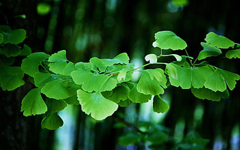 Ginkgo tree , Ginkgo tree backgrounds HD wallpaper