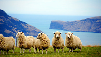 Sheep by the coast, Playful animals, Beachside frolics, Sunny day HD wallpaper
