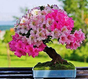 bonsai, art, tree, beauty HD wallpaper