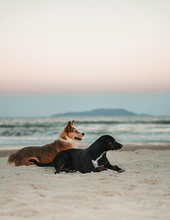 Animals, Dogs, Beach, Pets HD phone wallpaper
