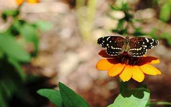 Austin Botanical Garden IX., graphy, , insects, spring, summer, butterfly, abstract, animals, flower, nature HD wallpaper