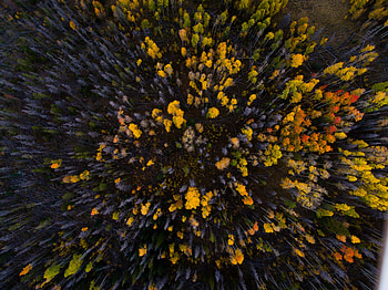 Aerial view, forest, autumn, nature, trees HD wallpaper