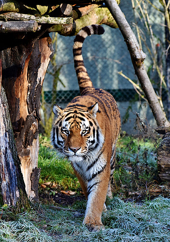 Tiger, predator, looking straight, zoo HD phone wallpaper