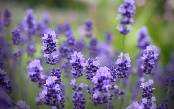 Lavender flowers, Floral elegance, Vibrant colors, Nature's delight HD wallpaper