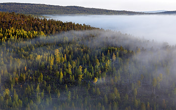 Nature, Trees, Forest, Fog HD wallpaper