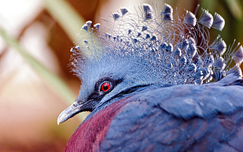 Animals, Nature, Macro, Bird HD wallpaper