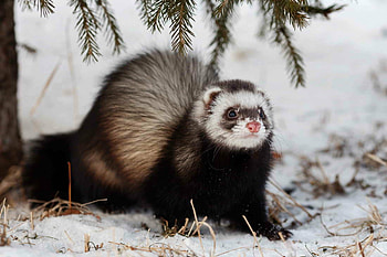 Ferret beauty, Stunning , delight, -perfect pet HD wallpaper