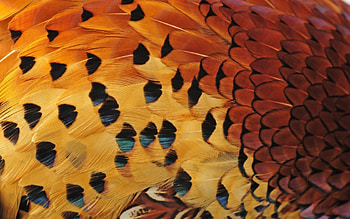 Feathers, black, yellow, texture, orange HD wallpaper