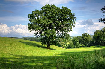 Serene landscape of a sunny countryside field with a prominent oak tree and lush greenery, perfect for nature backgrounds. HD wallpaper