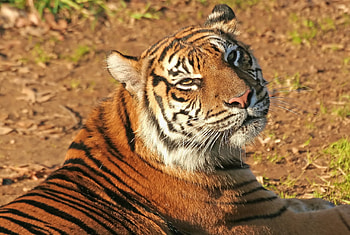 Animals, Muzzle, Striped, Predator, Tiger HD wallpaper