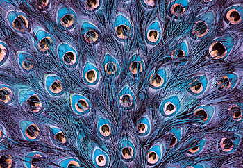 peacock, Stunning designs, Mesmerizing visuals, Captivating HD wallpaper