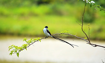 Long-tailed bird, ricardo ramos, pasari, green, long tailed bird HD wallpaper