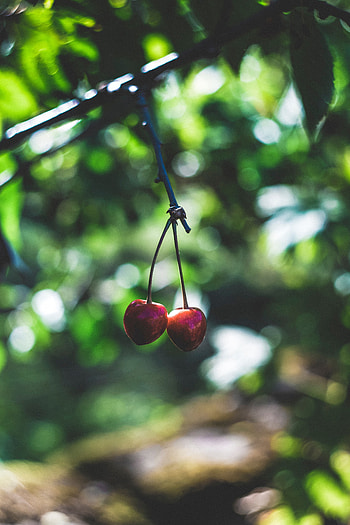 Berries, Macro, Branch, Ripe, Cherries HD phone wallpaper