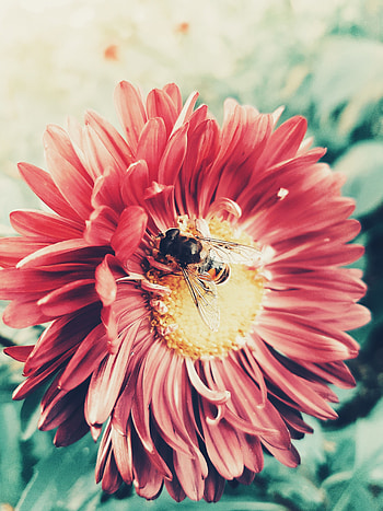 Flower, Macro, Petals, Insect, Bee, Pollination HD phone wallpaper