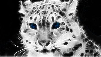 White tiger, white, tiger, animals, blu eyes, spectral HD wallpaper