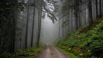 Road Between Green Plants Bushes Trees Forest With Fog Background Nature HD wallpaper