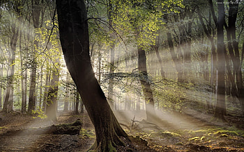 Sunbeams in Forest, trees, sunbeams, forest, moss HD wallpaper