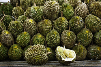 Impressive durian , Stunning backgrounds, Visual feast, Fruit showcase HD wallpaper