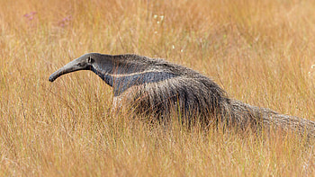 animals , animals anteater, Anteater, Animals HD wallpaper