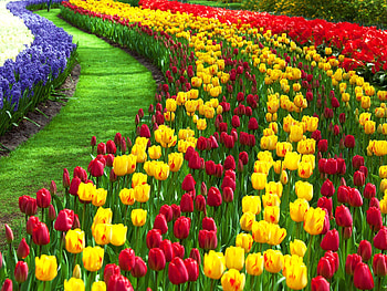 Full Screen Flower Garden Nature 3D HD wallpaper